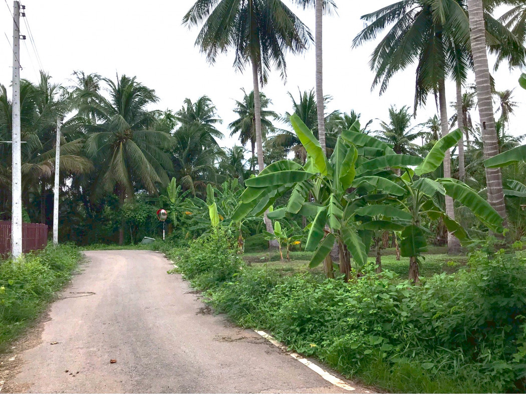 Land for sale, area 6-2-62 rai, Soi Liap Ban Thi, near Mae Klong River, convenient travel, in the heart of Samut Songkhram. – รูปที่ 4