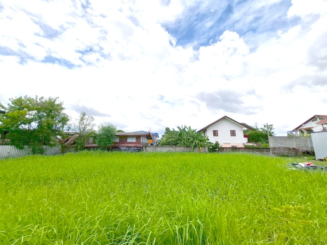 ขาย ที่ดิน เวฬุนาราม ซอย 7 ขนาด 80 ตรว ใกล้ถ.สรงประภาแค่ 900 ม. DD – รูปที่ 4