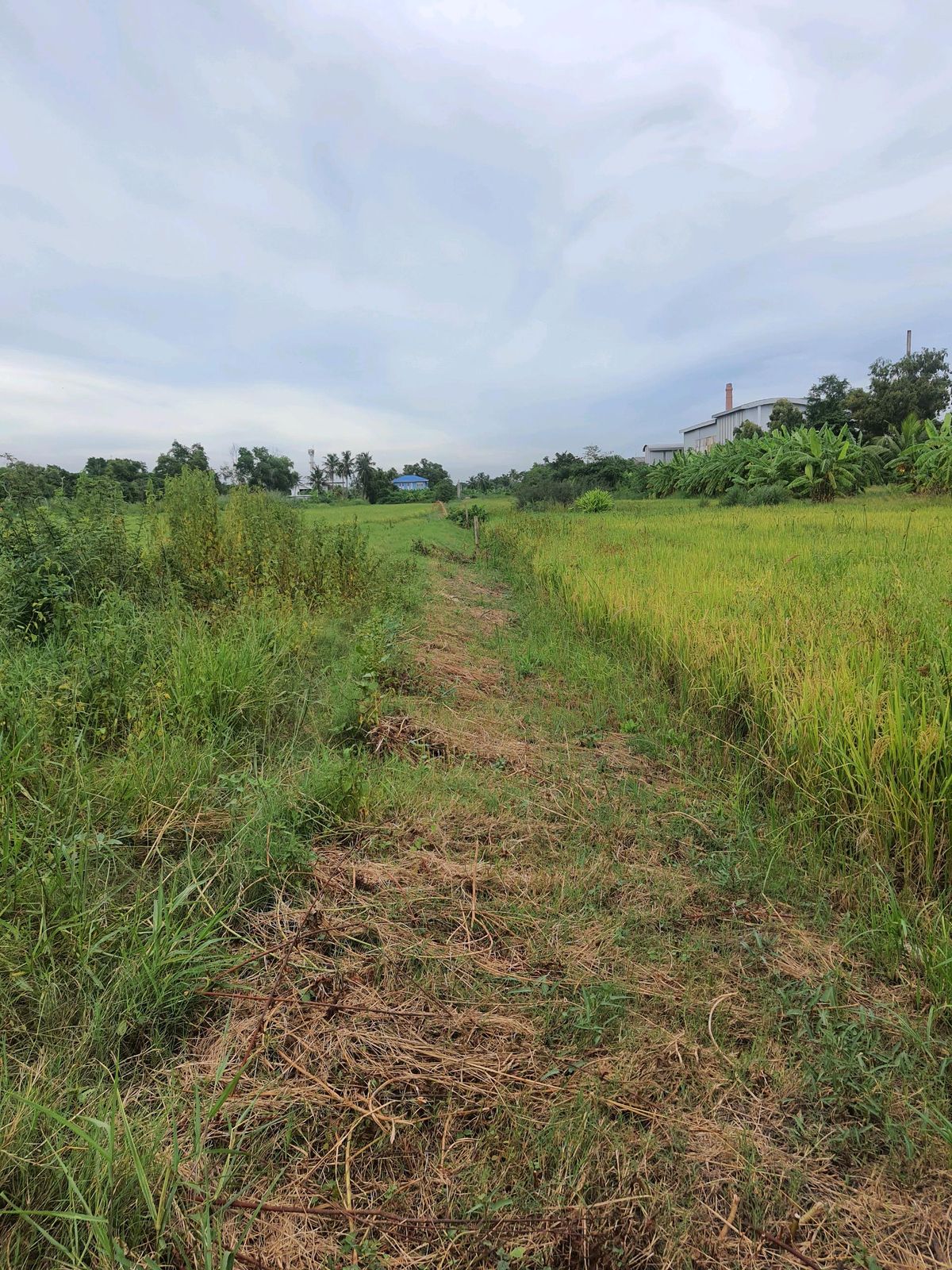 ขายที่ดิน1ไร่ ใกล้สนามกอล์ฟหนองจอก – รูปที่ 4