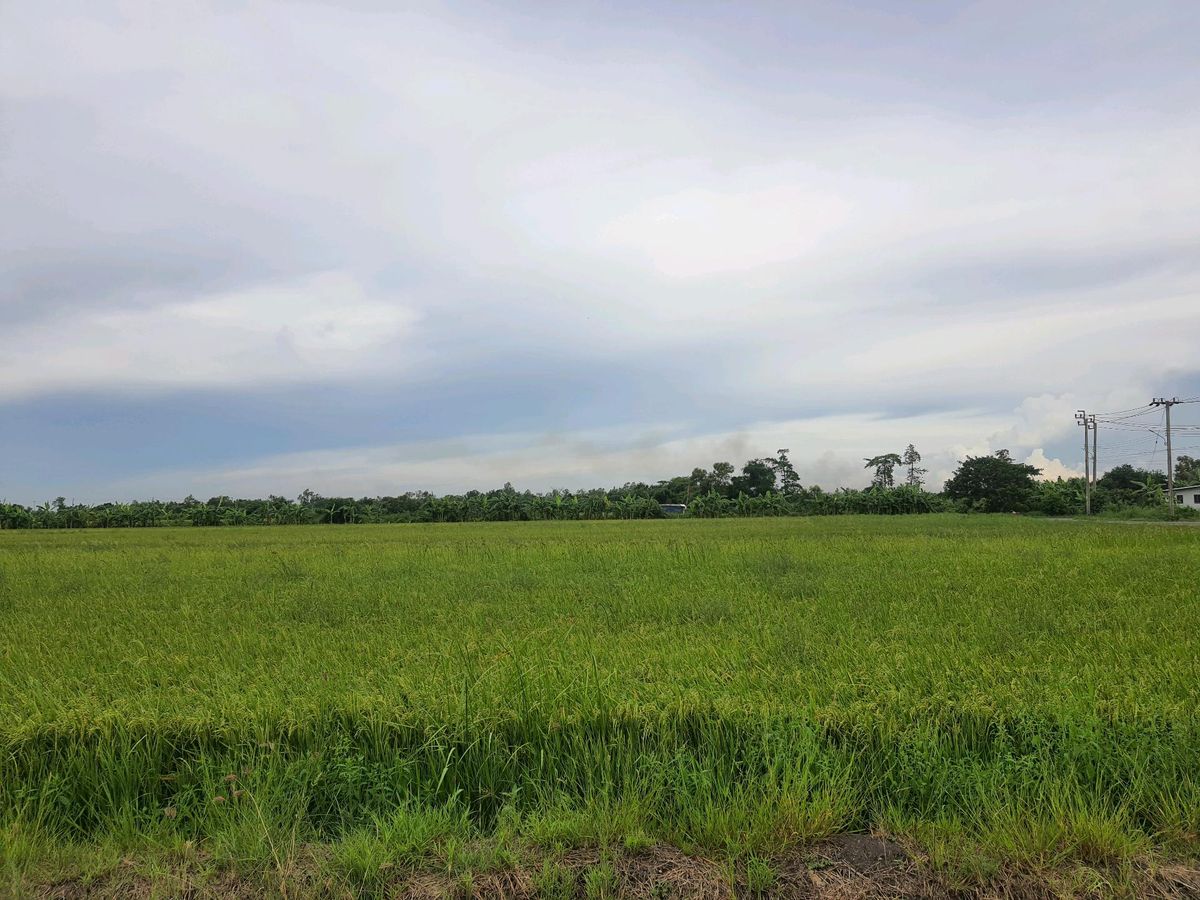 ขายที่ดิน1ไร่ ใกล้สนามกอล์ฟหนองจอก