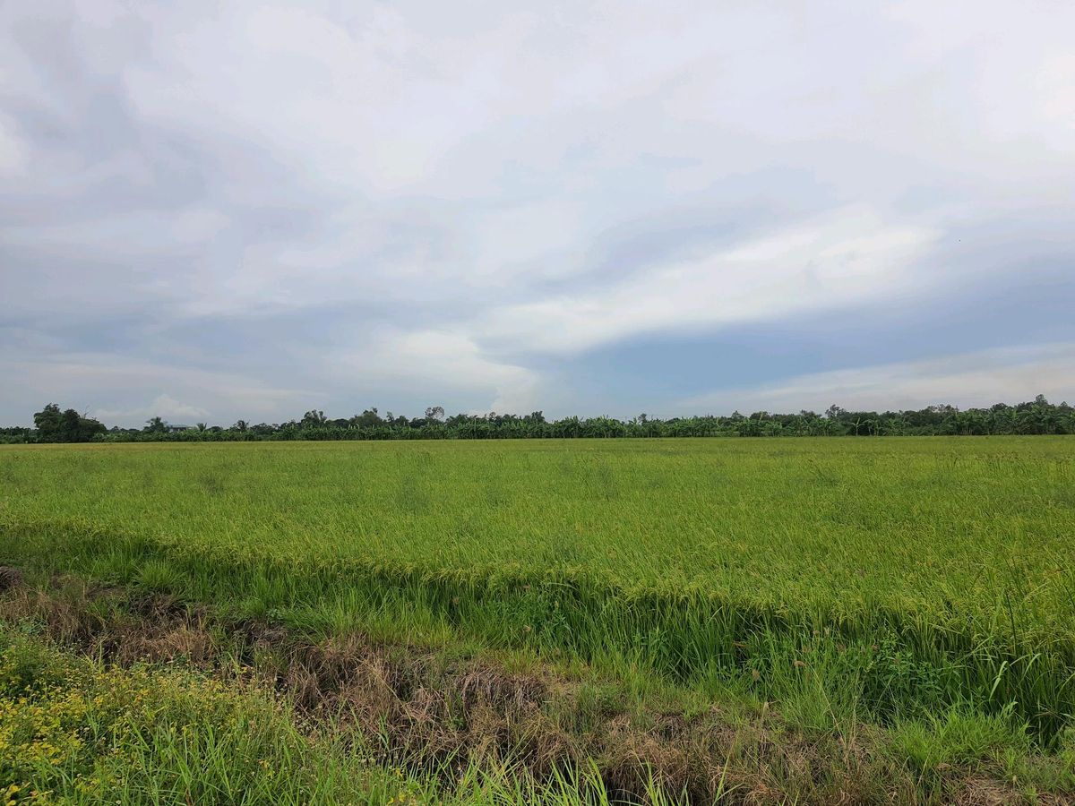 ขายที่ดิน1ไร่ ใกล้สนามกอล์ฟหนองจอก – รูปที่ 2