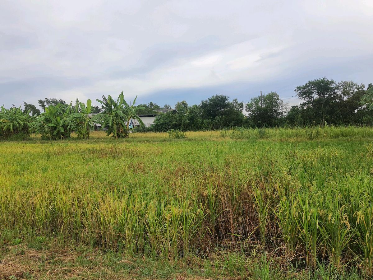 ขายที่ดิน1ไร่ ใกล้สนามกอล์ฟหนองจอก – รูปที่ 3