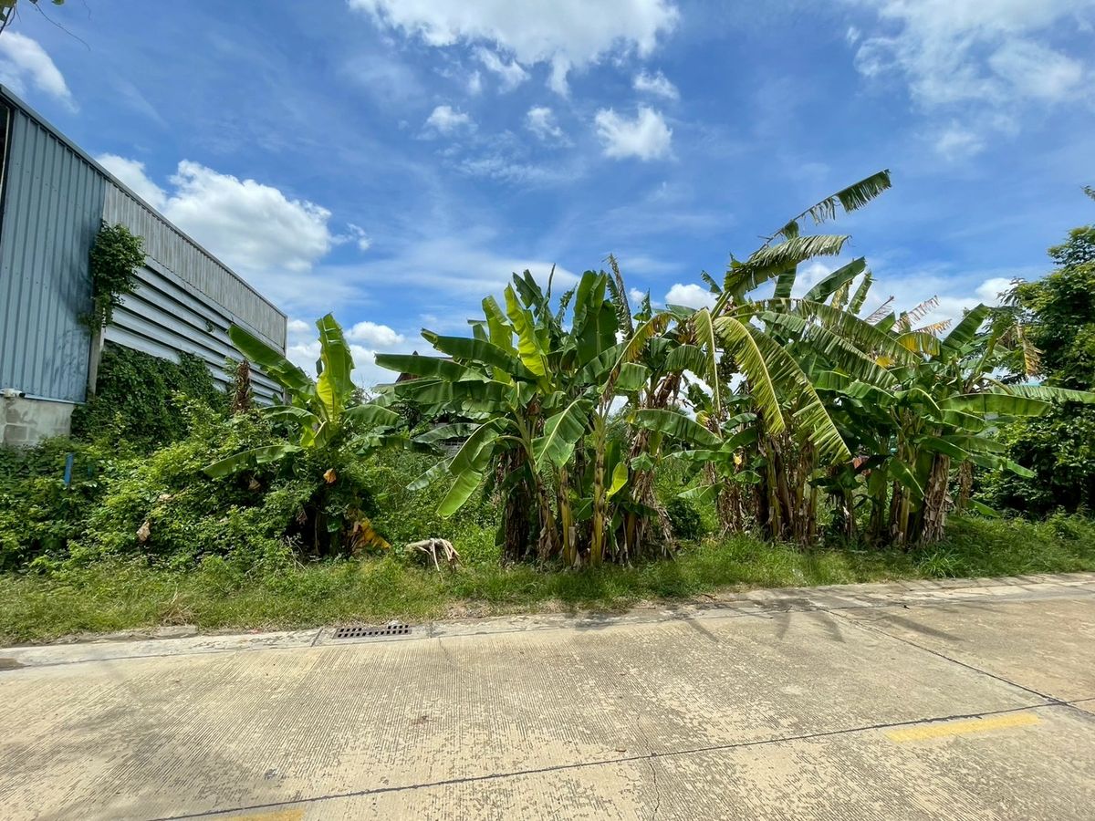 Land for sale 200 sq.m., Soi Su Sawat 18 Khlong Si, Lat Sawai Subdistrict, Lam Luk Ka District, Pathum Thani Province – รูปที่ 3
