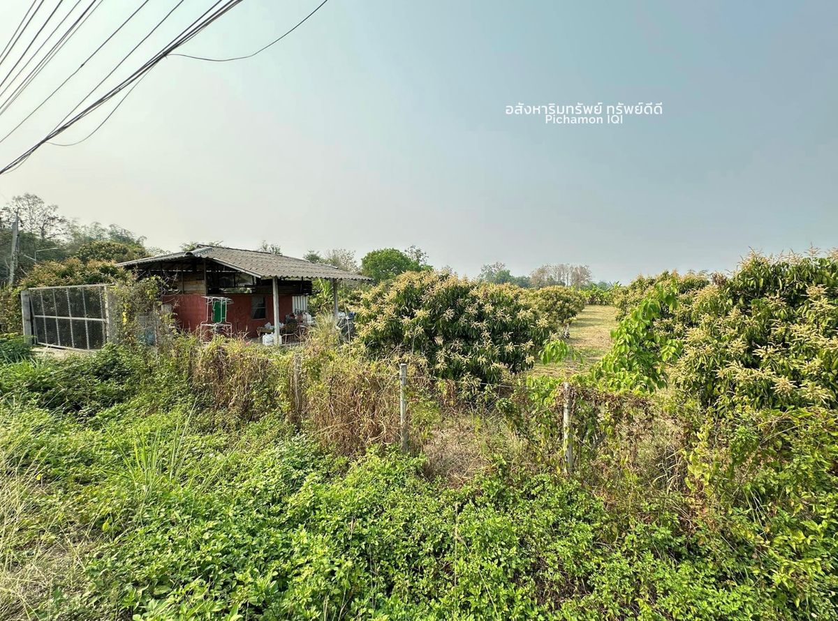 Land with Longan Garden, Ban Ma Subdistrict, San Pa Tong District, Chiang Mai Province