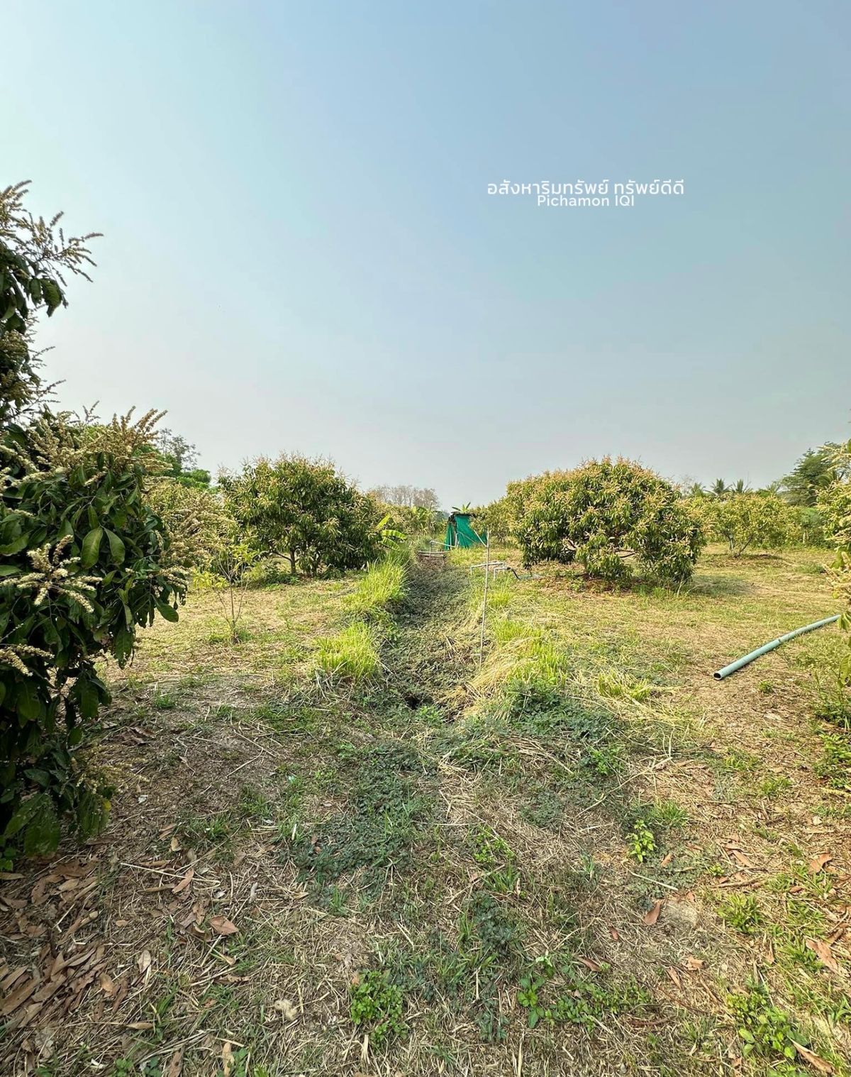 ที่ดินสันป่าตอง ที่ดินเชียงใหม่ ที่ดินสวนลำไย ต.บ้านแม อ.สันป่าตอง จ.เชียงใหม่ – รูปที่ 4