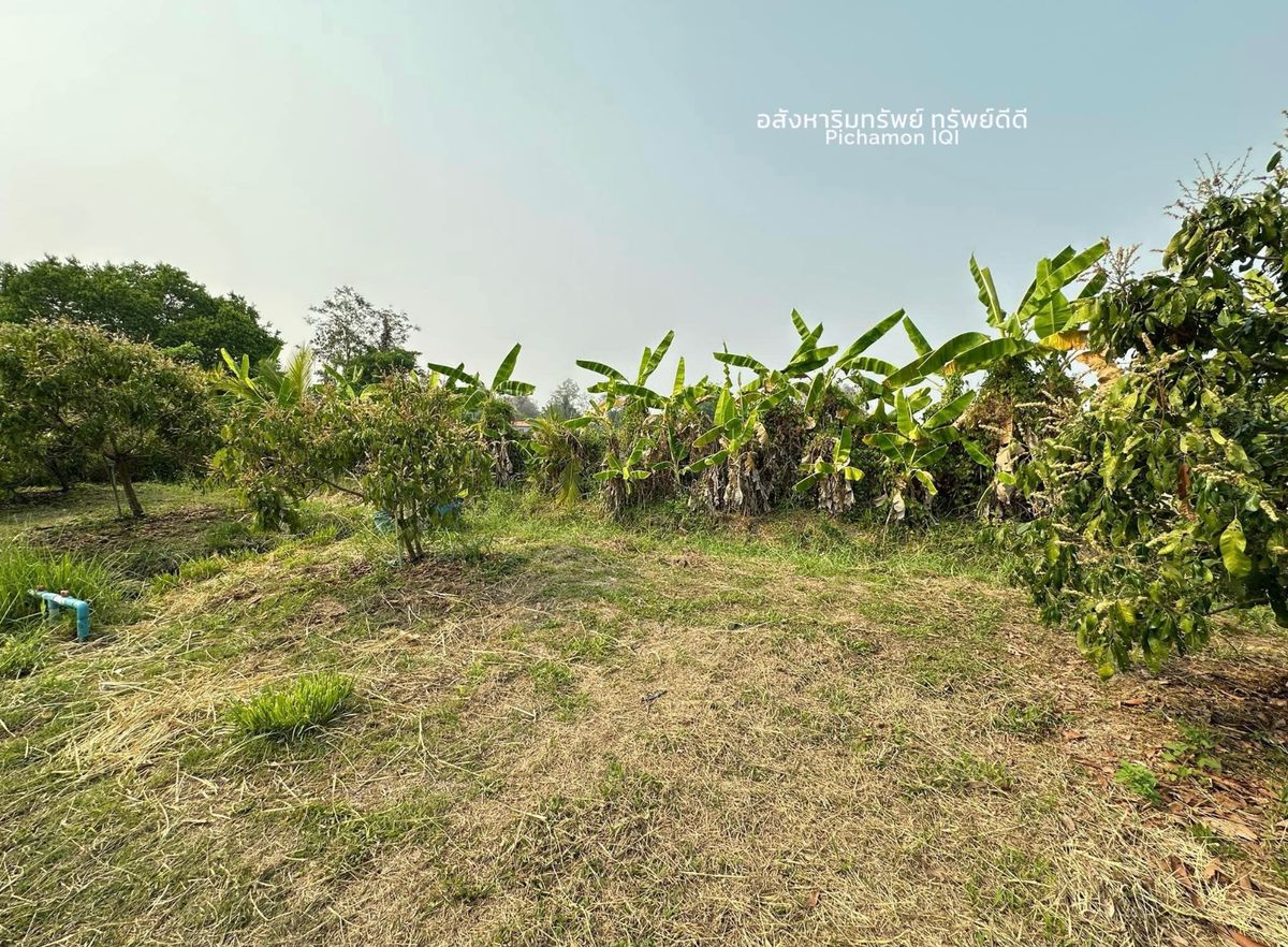 ที่ดินสันป่าตอง ที่ดินเชียงใหม่ ที่ดินสวนลำไย ต.บ้านแม อ.สันป่าตอง จ.เชียงใหม่ – รูปที่ 3