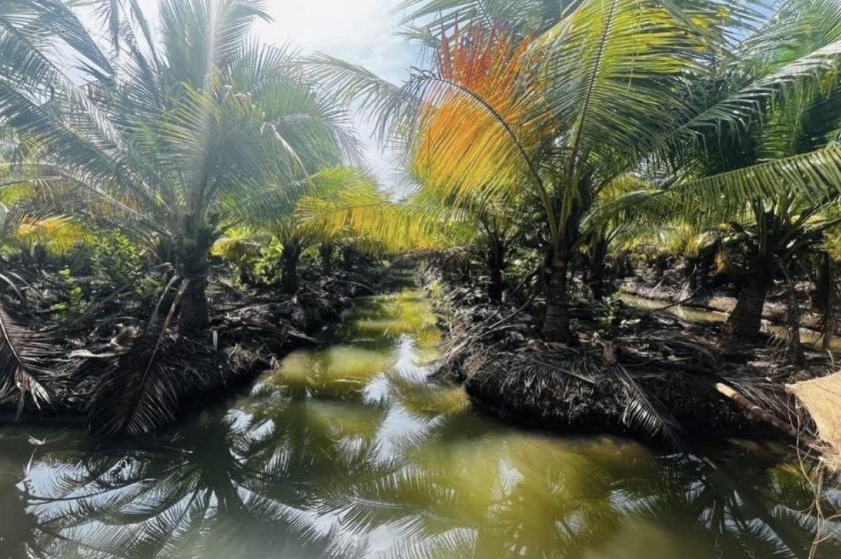For Sale Perfumed coconut land , Nong Bua , Ban Phaeo , Samut Sakhon , CX-130456 For Sale Perfumed coconut land , Nong Bua , Ban Phaeo , Samut Sakhon , CX-130456