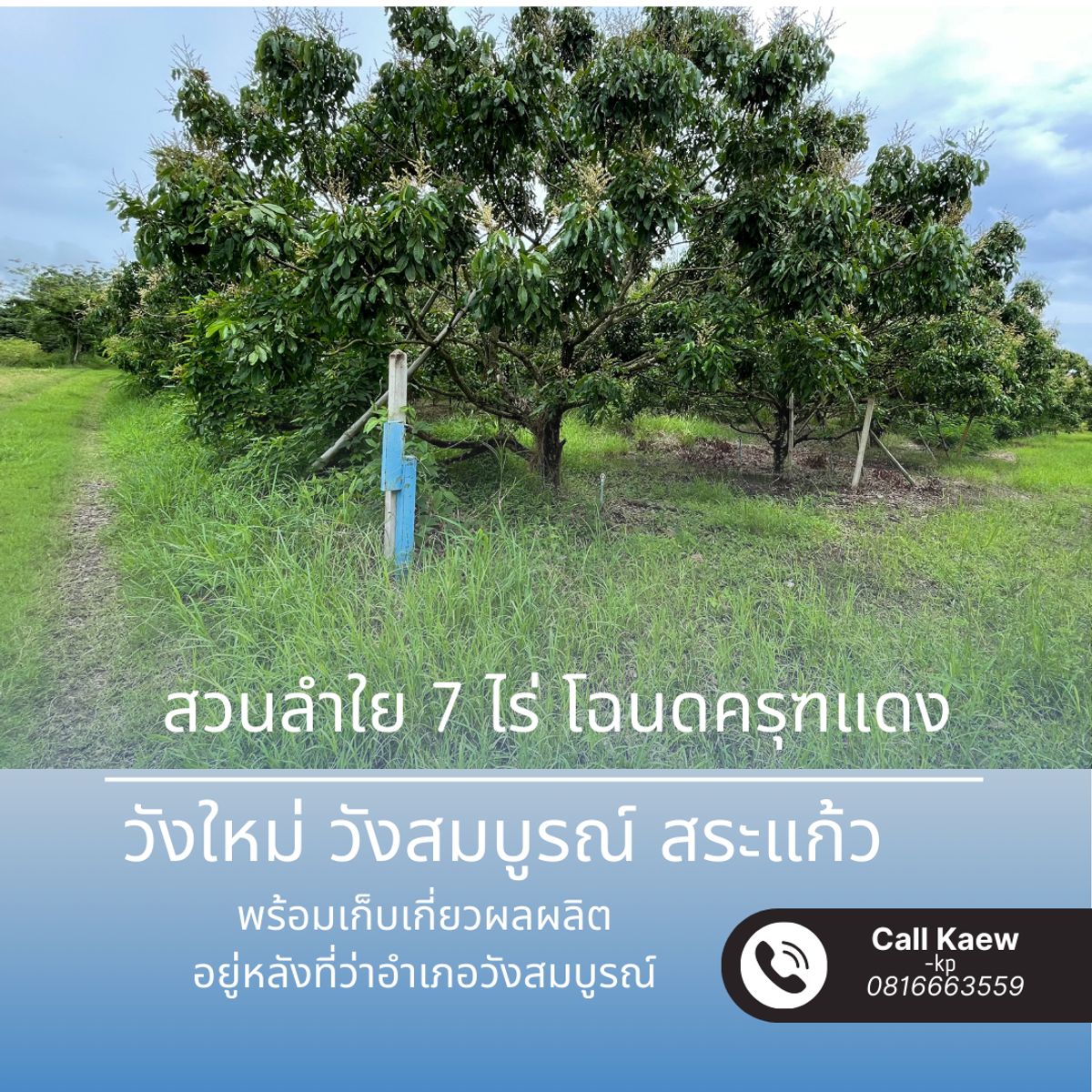 ขายด่วน สวนลำใยพร้อมเก็บเกี่ยว 7 ไร่ หลังที่ว่าการอำเภอวังสมบูรณ์ จ.สระแก้ว 