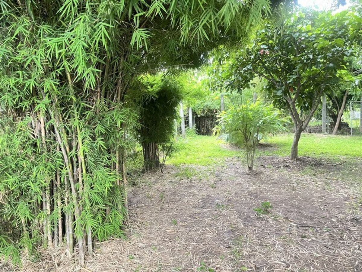 ขายที่ดินถมแล้วพร้อมสวนต้นไม้ร่มรื่น 70ตรว. ทำเลดีมาก ในซอยร่มรื่น เงียบสงบ ดอนเมือง ซ.วัดเวฬุวนาราม 9 แยก14 กรุงเทพ – รูปที่ 3