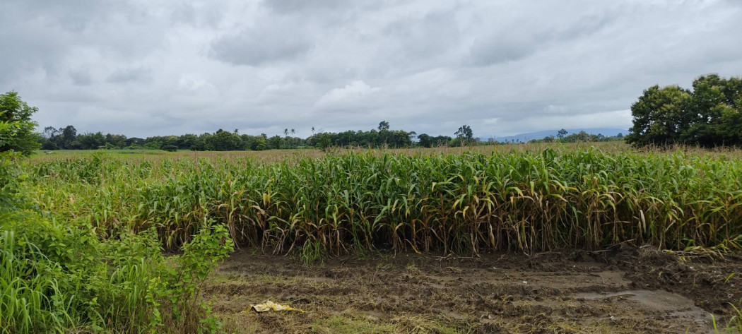 Land for sale in Mae Sot, Tak, size 96 rai 1 ngan 42 sq wa, next to the main road Land for sale in Mae Sot, Tak, size 96 rai 1 ngan 42 sq wa, next to the main road