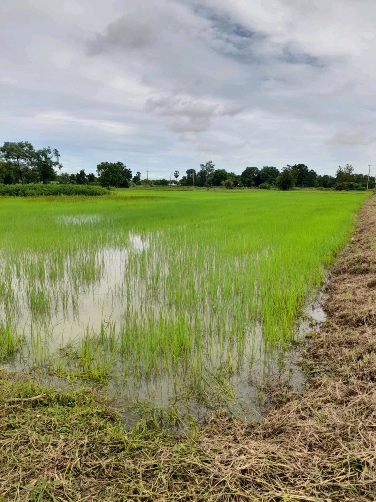 Urgent sale, large plot of land, good location on the road, 2 sides, very cheap – รูปที่ 2