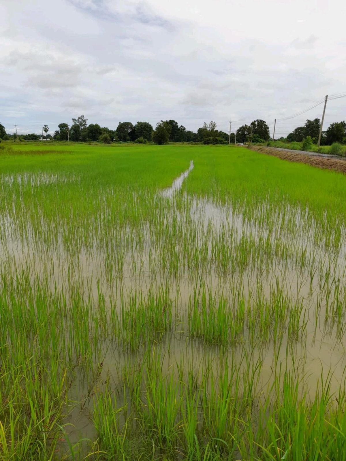 Urgent sale, large plot of land, good location on the road, 2 sides, very cheap – รูปที่ 3
