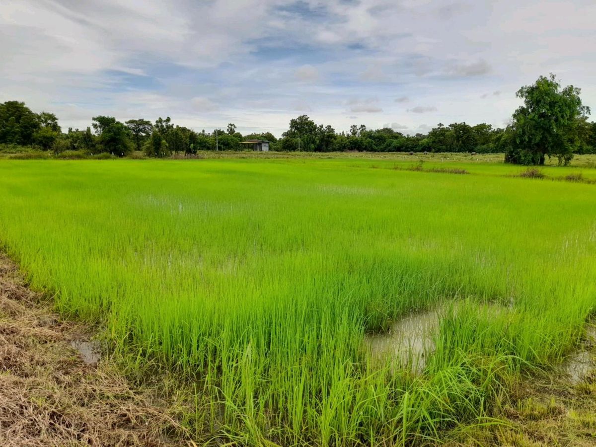 ขายด่วน ที่ดิน อ.ดอนเจดีย์ สุพรรณบุรีแปลงใหญ่ทำเลดี ติดถนน 2 ด้าน ราคาถูกมาก ขายด่วน ที่ดิน อ.ดอนเจดีย์ สุพรรณบุรีแปลงใหญ่ทำเลดี ติดถนน 2 ด้าน ราคาถูกมาก