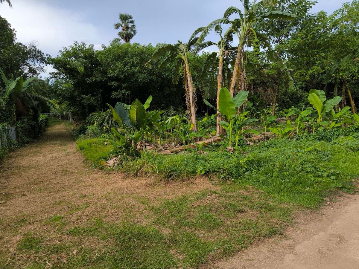 Cheap land for sale in Mueang Uttaradit District Opposite Wat Ngio Ngam – รูปที่ 2