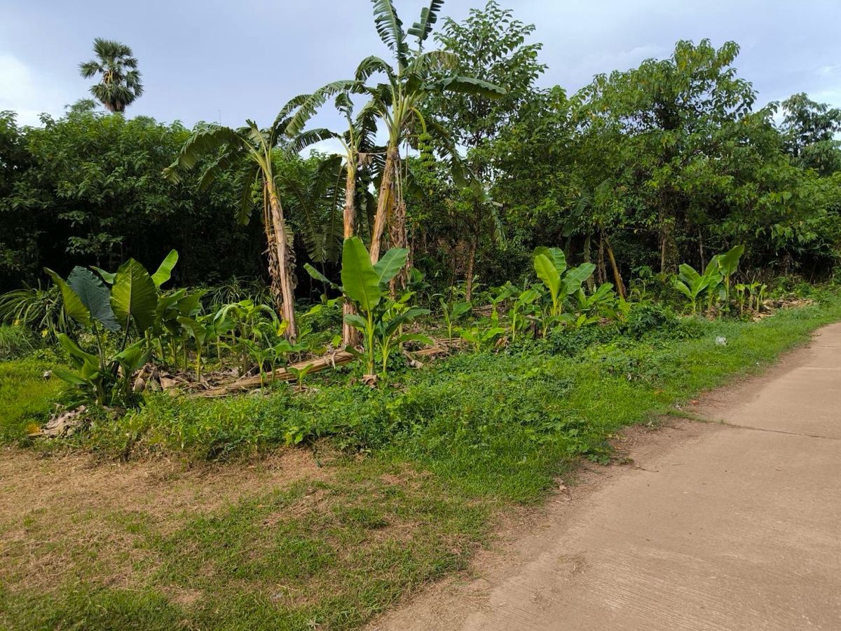 Cheap land for sale in Mueang Uttaradit District Opposite Wat Ngio Ngam – รูปที่ 3