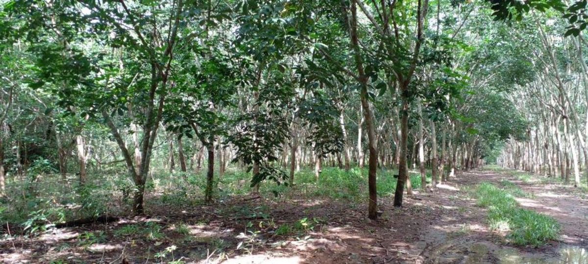 Large plot of land with rubber plantations in Soi Dao District, Chanthaburi 58-3-30 rai