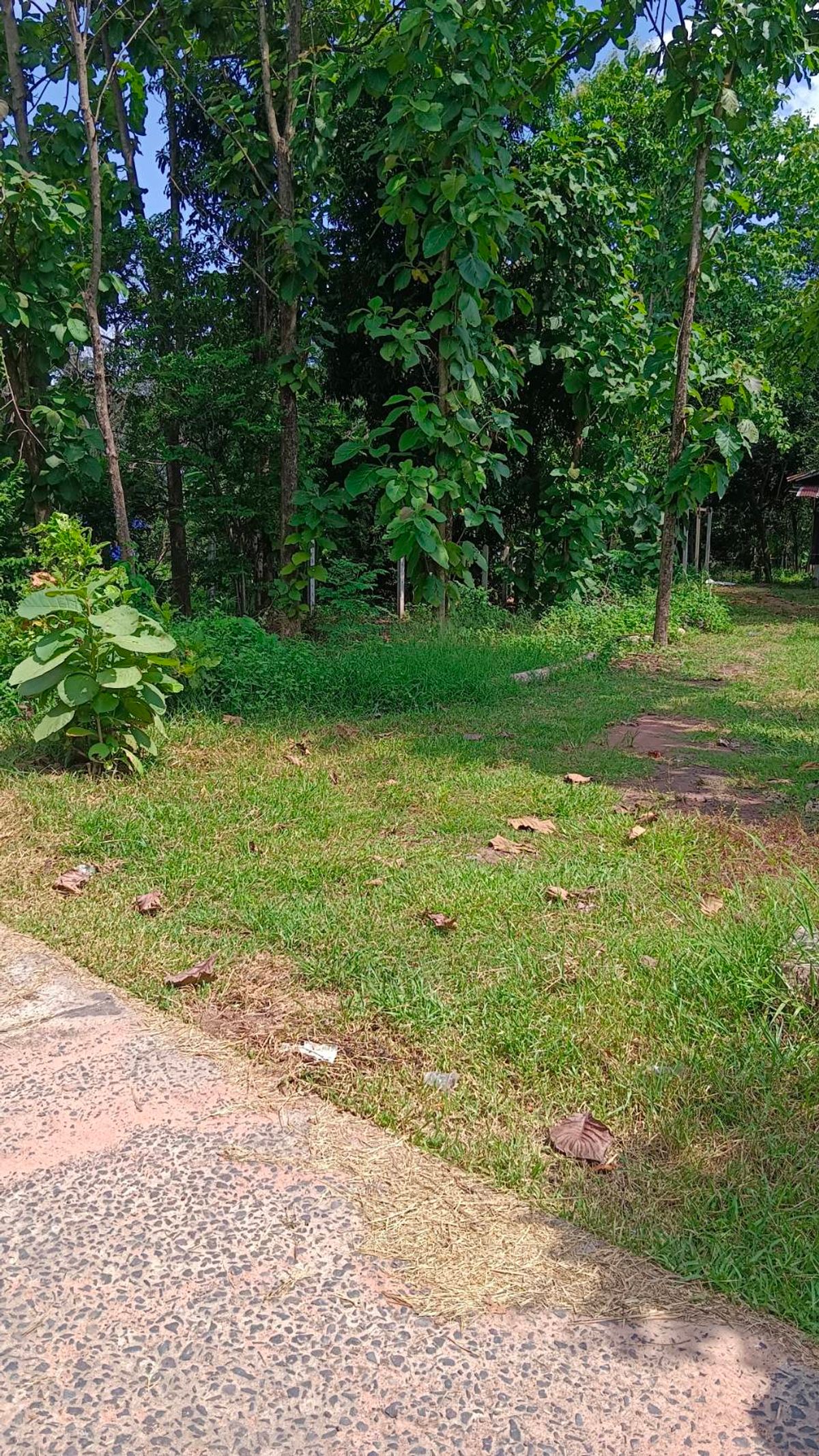 Beautiful land in the village is suitable for building houses and gardening. – รูปที่ 4