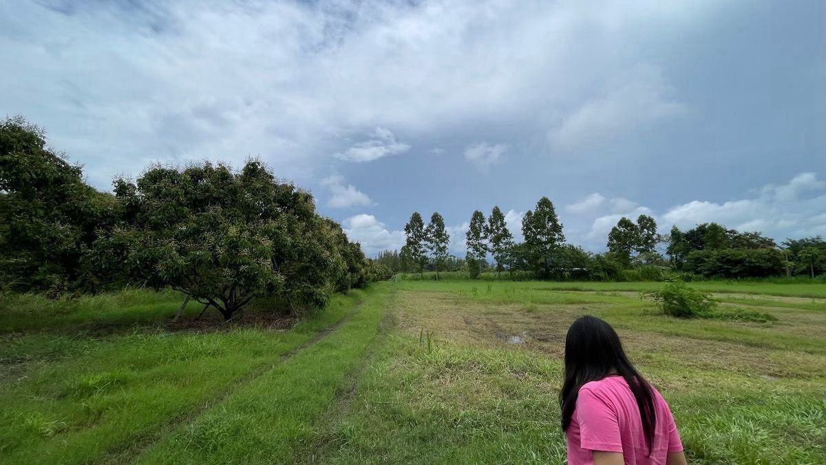 Urgent Sale! Longan Orchard 7 Rai – Behind Wang Sombun District Office, Sa Kaeo – รูปที่ 4