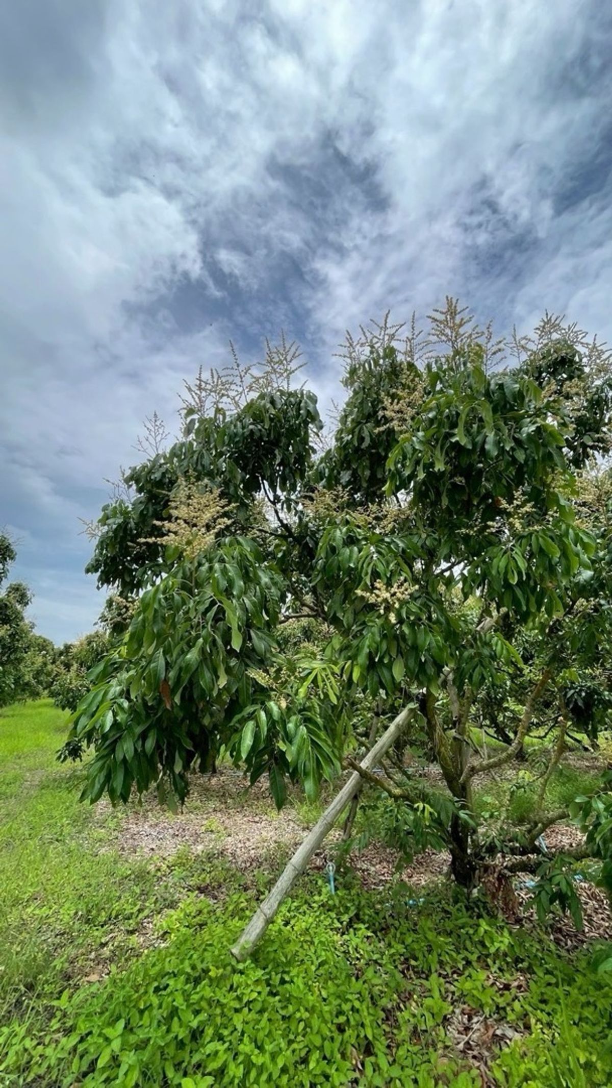Urgent Sale! Longan Orchard 7 Rai – Behind Wang Sombun District Office, Sa Kaeo – รูปที่ 2