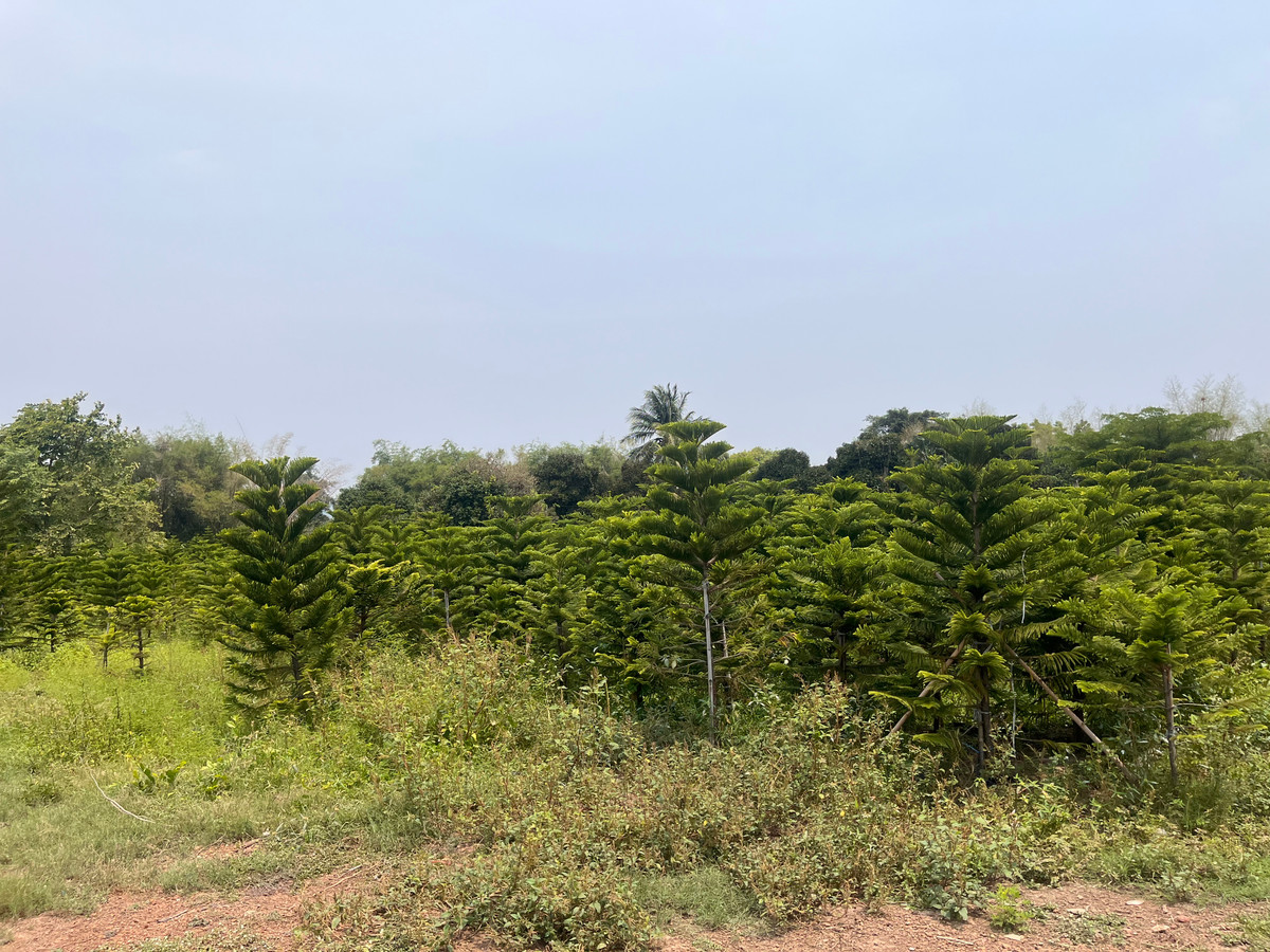 ขายที่ดินทำเลศักยภาพ 50 ไร่กว่า ติดถนนดำ ในเมือง ปราจีนบุรี ขายที่ดินทำเลศักยภาพ 50 ไร่กว่า ติดถนนดำ ในเมือง ปราจีนบุรี