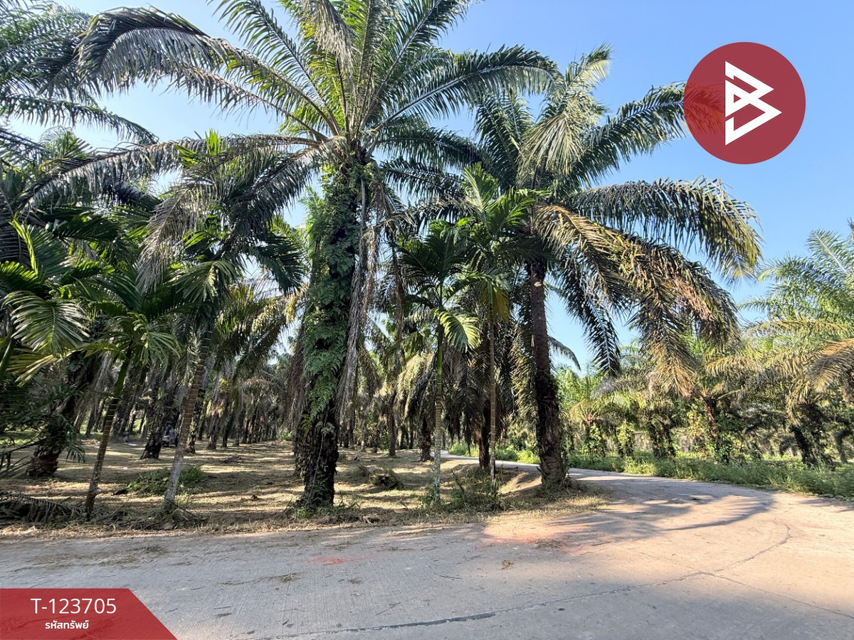 ขายที่ดิน เนื้อที่ 17 ไร่ 79 ตร.วา ท่าแซะ ชุมพร – รูปที่ 4