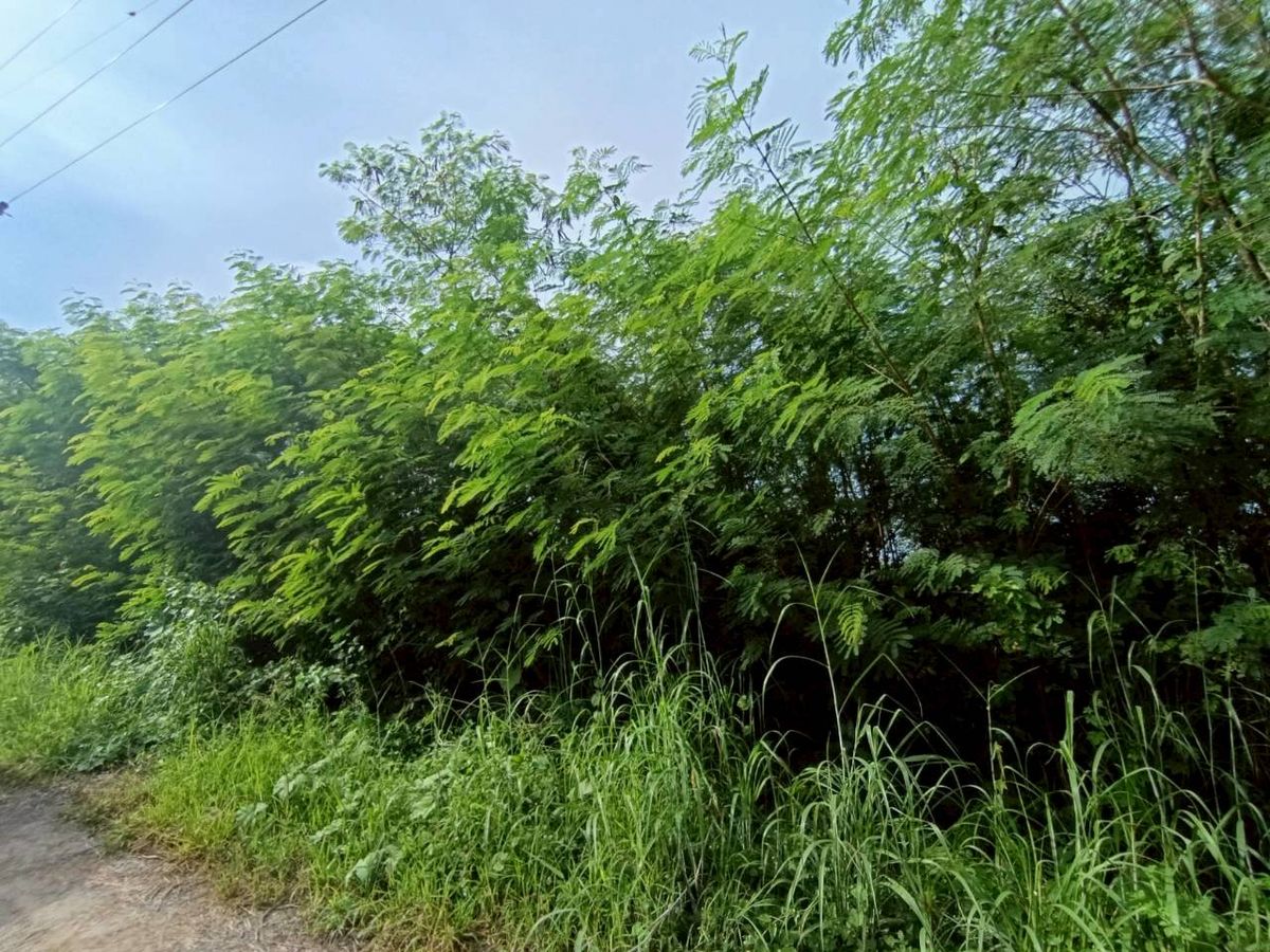 ขายด่วน ที่ดินเปล่า 1 ไร่ ขายรวม 4 แปลง  ถนนลำลูกกา คลอง 12 เข้าซอยเพียง 500 เมตร – รูปที่ 3