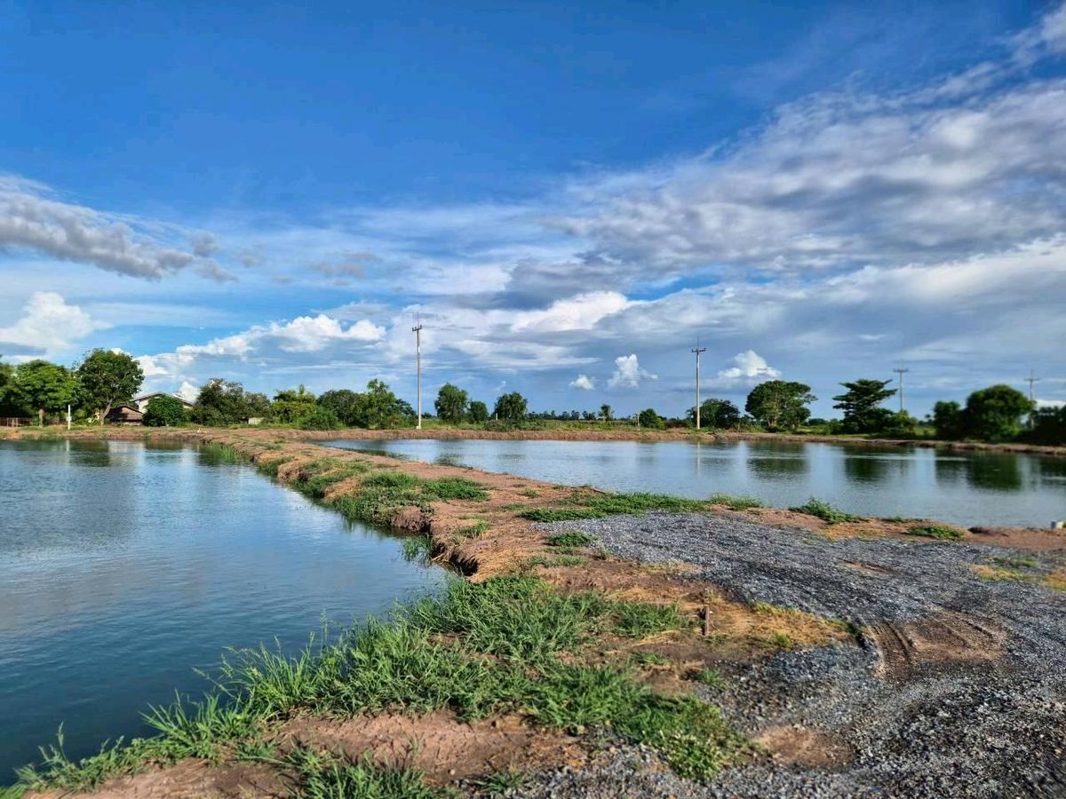 Land for sale to raise shrimp and fish in Song Phi Nong District, Suphan Buri Province. – รูปที่ 2