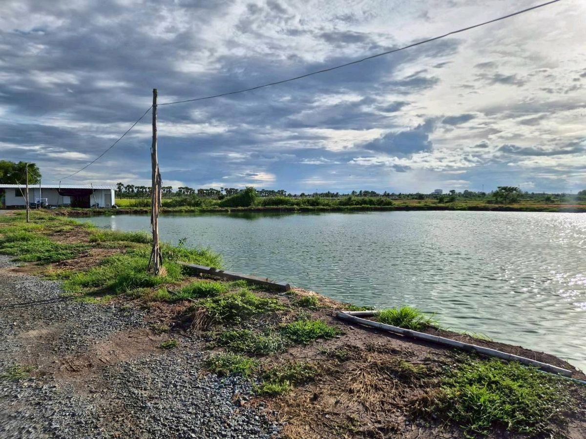 Land for sale to raise shrimp and fish in Song Phi Nong District, Suphan Buri Province. Land for sale to raise shrimp and fish in Song Phi Nong District, Suphan Buri Province.