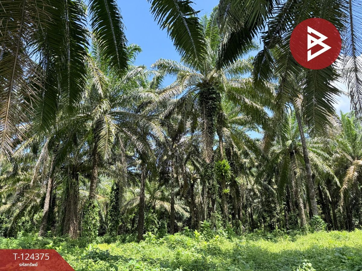 Land for sale, area 56.5 square meters, Tha Sae, Chumphon. – รูปที่ 4