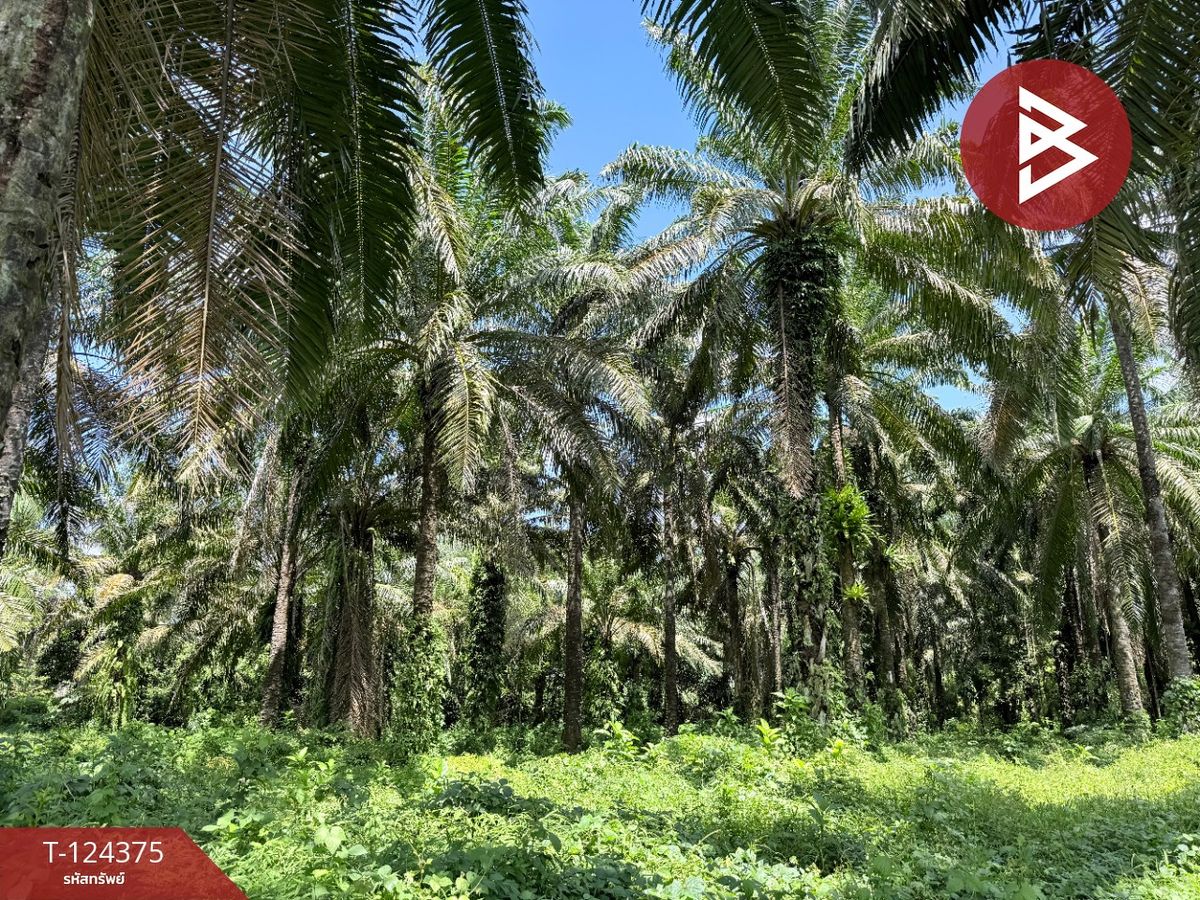 Land for sale, area 56.5 square meters, Tha Sae, Chumphon. – รูปที่ 2
