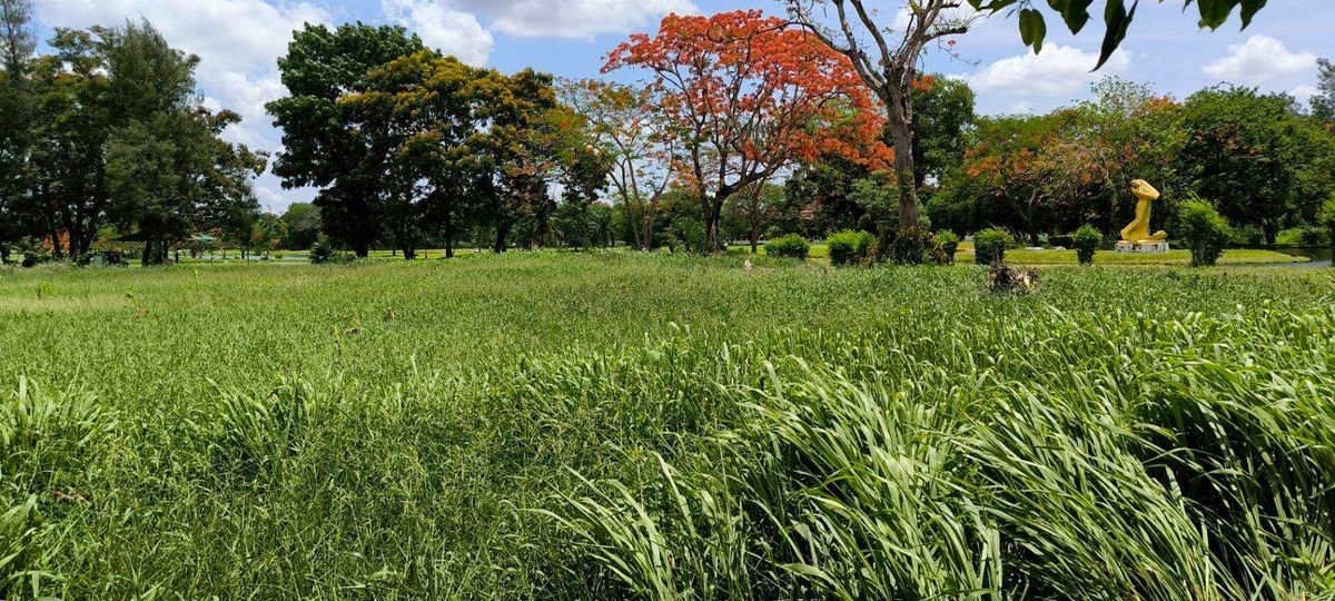 ขาย ที่ดิน 2 ไร่ ในสนามกอฟล์วินเซอร์ ทำเล เขต หนองจอก  – รูปที่ 3