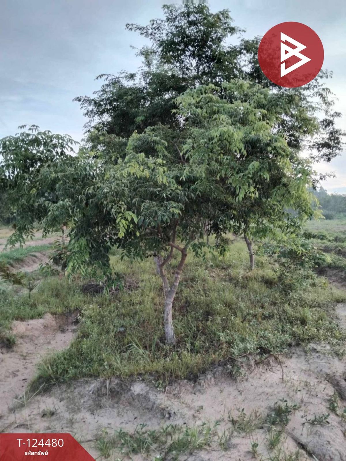 ขายที่ดิน เนื้อที่ 27 ไร่ 2 งาน 80 ตร.วา เขื่องใน อุบลราชธานี – รูปที่ 4