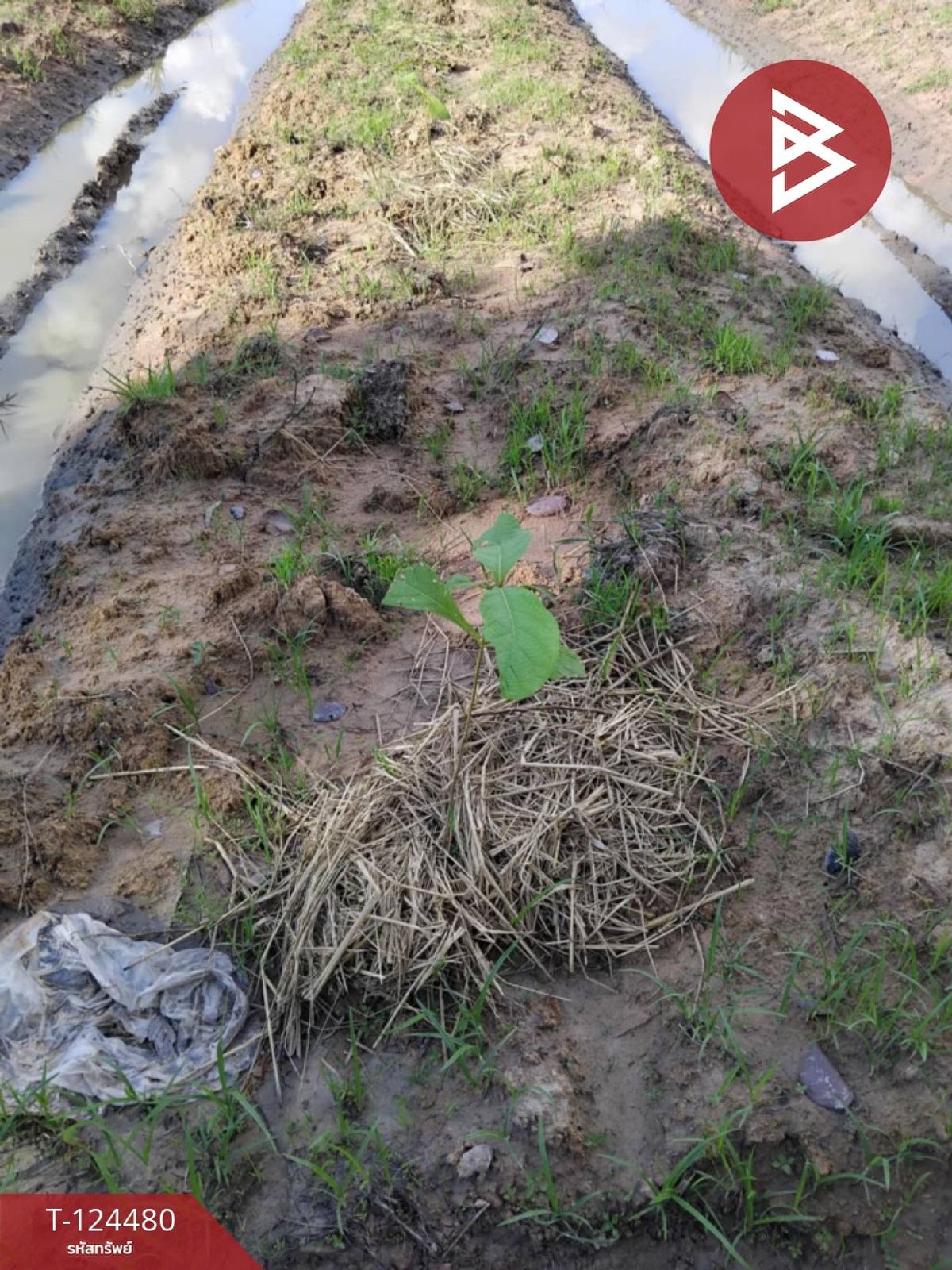 ขายที่ดิน เนื้อที่ 27 ไร่ 2 งาน 80 ตร.วา เขื่องใน อุบลราชธานี – รูปที่ 3
