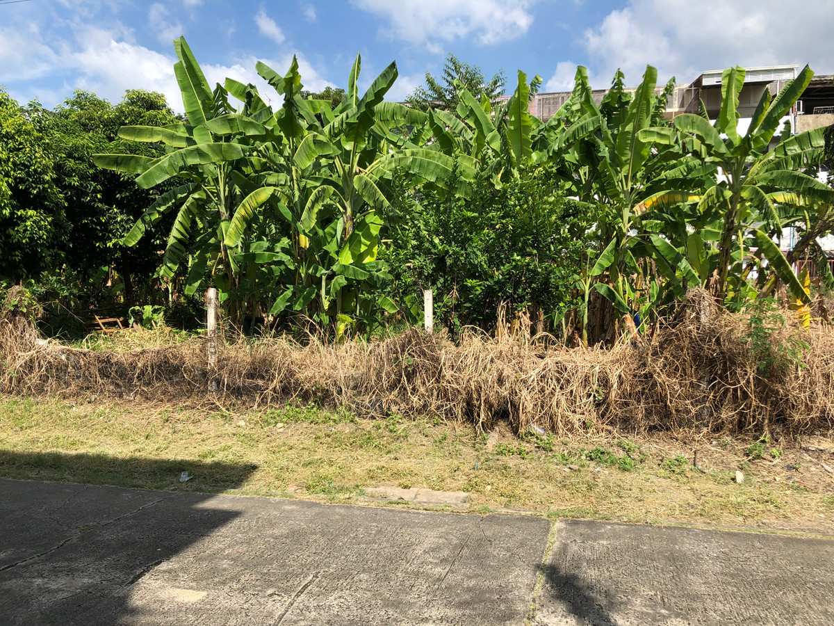 Land for sale, 129 square wah, Soi Ramintra 61, near the Pink Line, Watcharaphon Station.