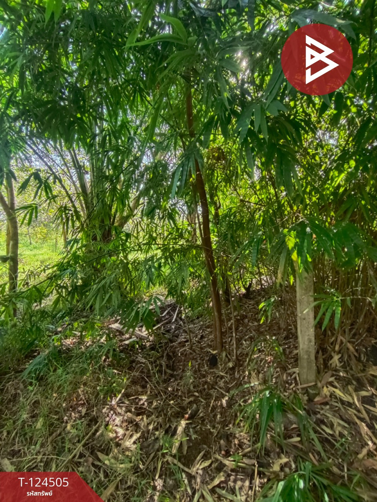 ขายที่ดินพร้อมสวน เนื้อที่ 19 ไร่ 1 งาน 50 ตร.วา เซกา บึงกาฬ – รูปที่ 3