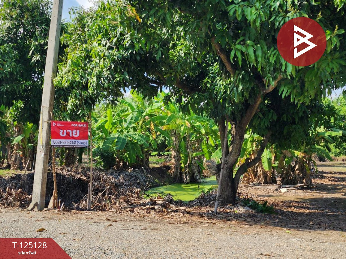 Mango orchard land for sale, area 2 rai 2 ngan 3 square wah, Ban Suan Pho Thong project, Suphan Buri.