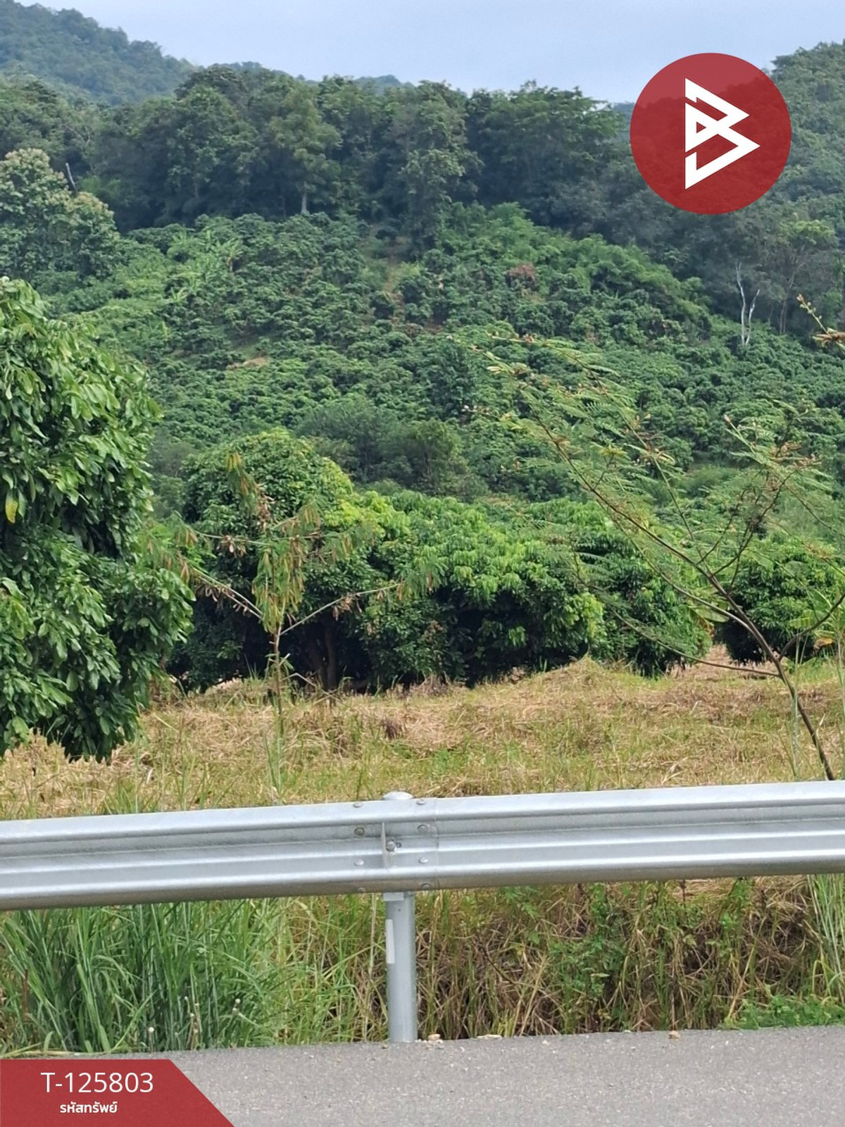 ขายที่ดิน เนื้อที่ 8 ไร่ 96.2 ตร.วา เทิง เชียงราย – รูปที่ 4