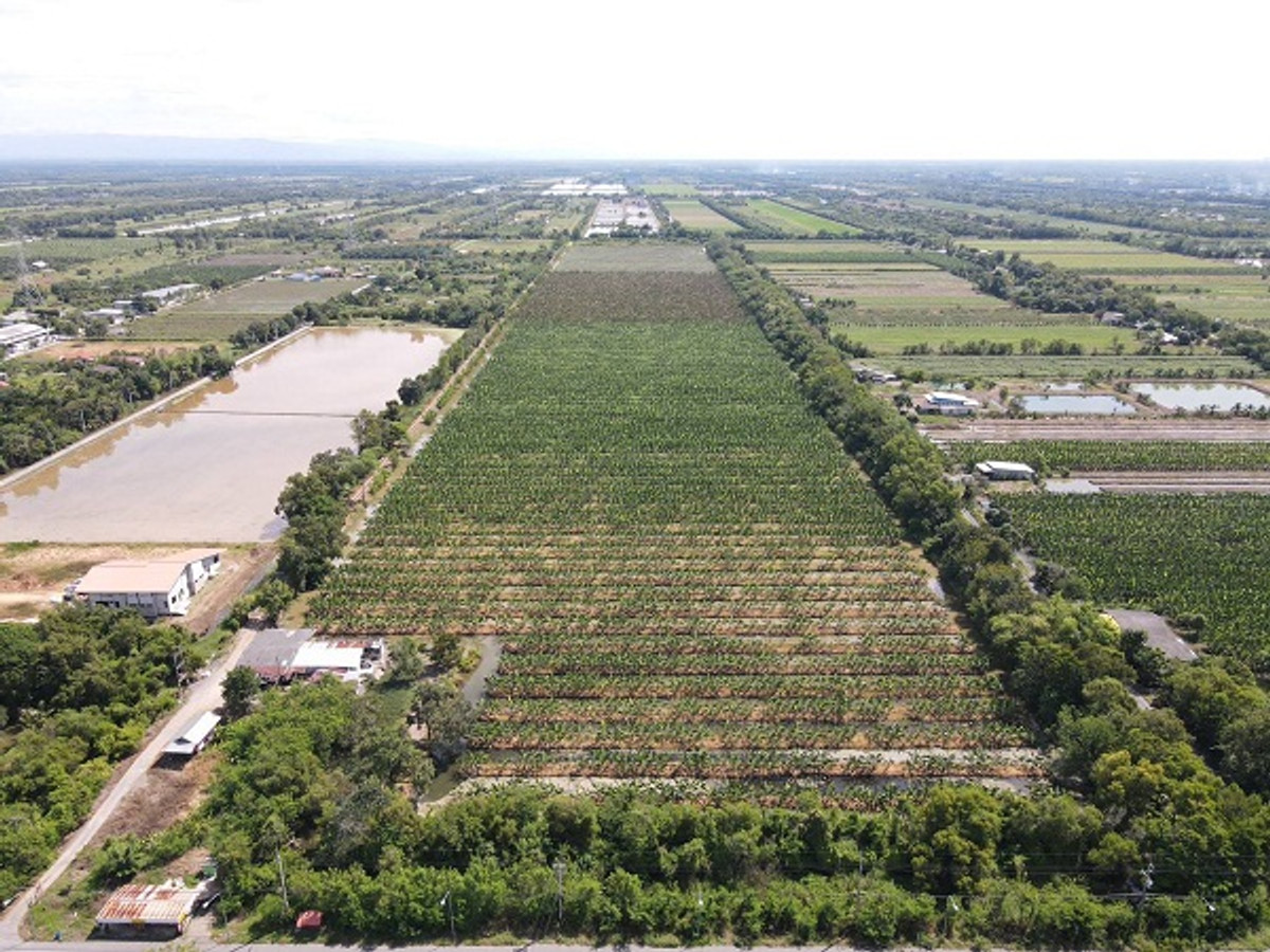 #Open a new phase near the paved road, divided into individual plots. 2. Rai - Cheap promotion before the end of the year at Khlong 10, Nong Suea. Very cheap, promotion before the end of the year  T.062-1574449 – รูปที่ 3
