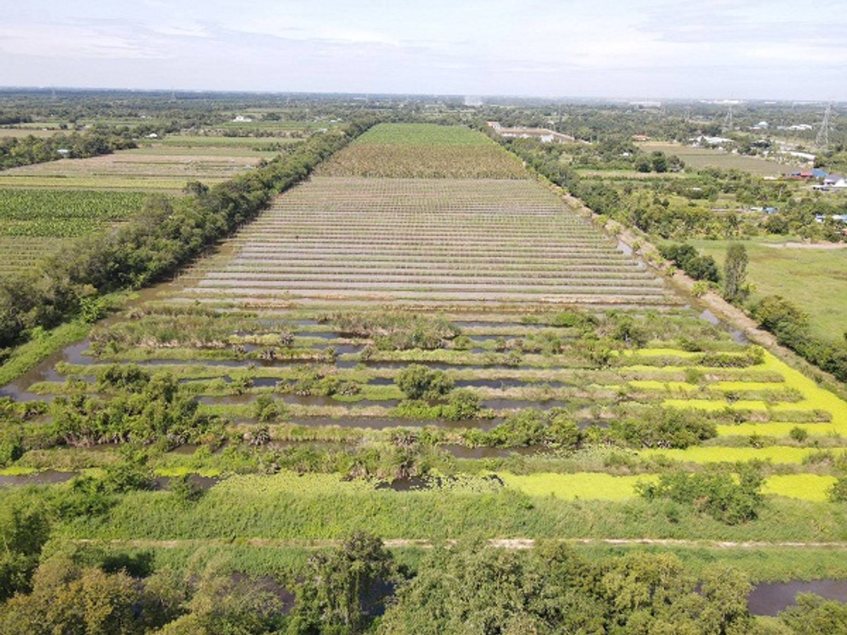 #Open a new phase near the paved road, divided into individual plots. 2. Rai - Cheap promotion before the end of the year at Khlong 10, Nong Suea. Very cheap, promotion before the end of the year  T.062-1574449 – รูปที่ 4
