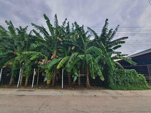Empty land for sale economic village Near The Mall Bang Khae (Phetkasem)
