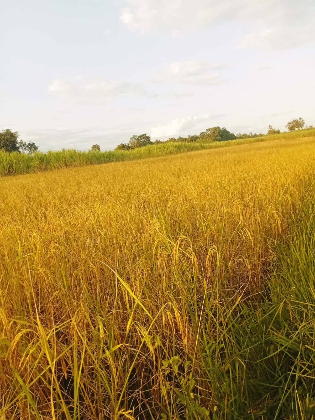 ขายที่ดิน 8 ไร่ ยกแปลง 1,300,000 บาท ต.นากอก อ.ศรีบุญเรือง จ.หนองบัวลำภู ขายที่ดิน 8 ไร่ ยกแปลง 1,300,000 บาท ต.นากอก อ.ศรีบุญเรือง จ.หนองบัวลำภู