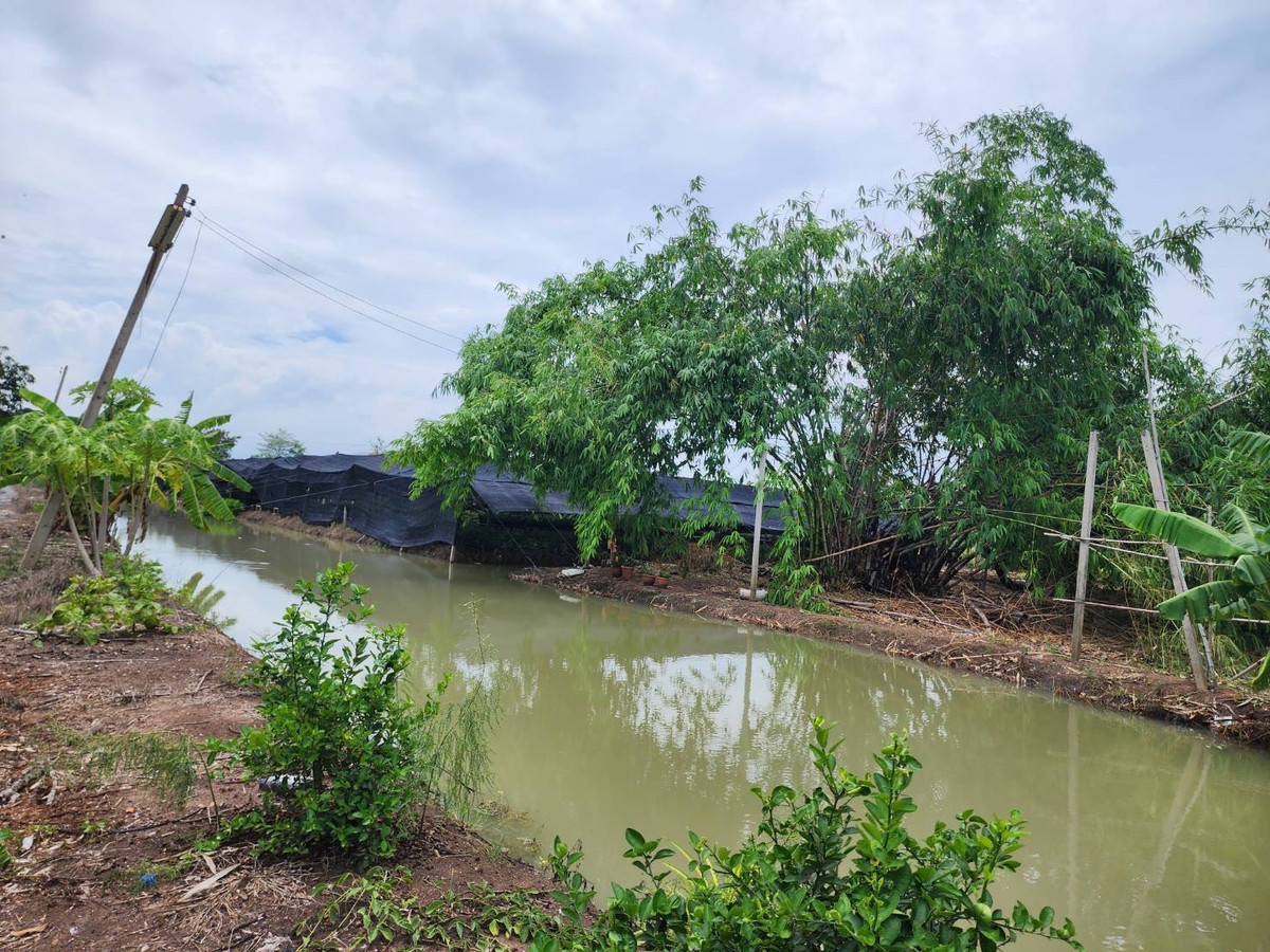 🌳 Large plot of land for sale, 7-0-70 rai, Soi along Khlong Prapa. Sam Kwai Phueak District Nakhon Pathom Province, good location near Nakhon Pathom city. – รูปที่ 3
