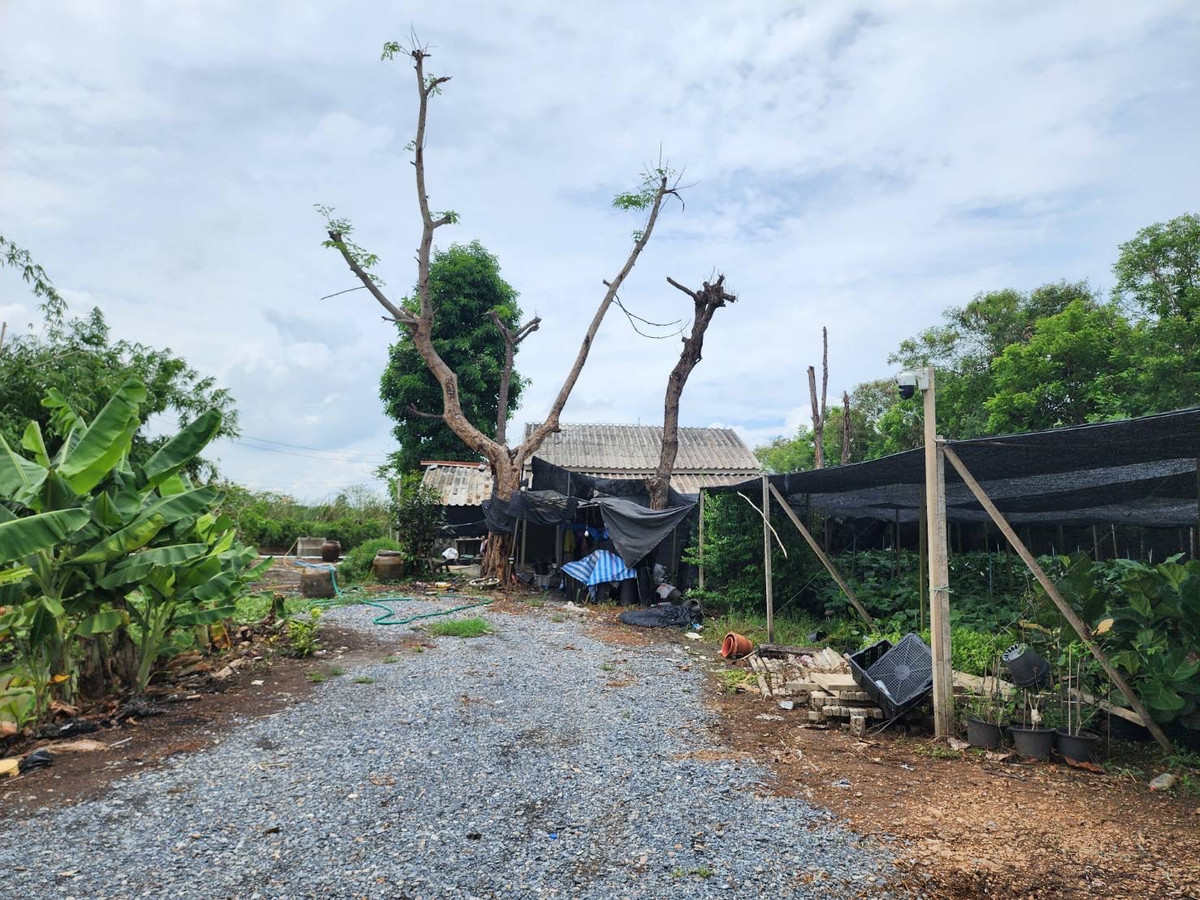 🌳 Large plot of land for sale, 7-0-70 rai, Soi along Khlong Prapa. Sam Kwai Phueak District Nakhon Pathom Province, good location near Nakhon Pathom city. – รูปที่ 2