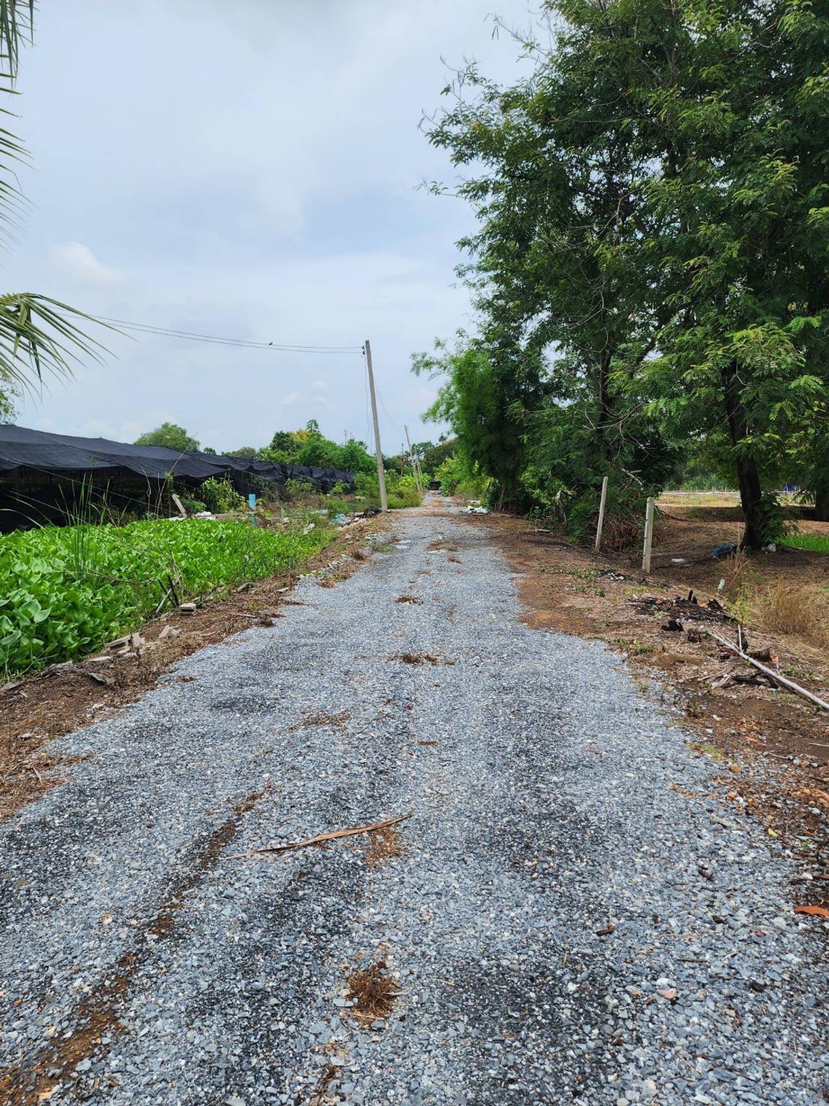 🌳 Large plot of land for sale, 7-0-70 rai, Soi along Khlong Prapa. Sam Kwai Phueak District Nakhon Pathom Province, good location near Nakhon Pathom city. – รูปที่ 4