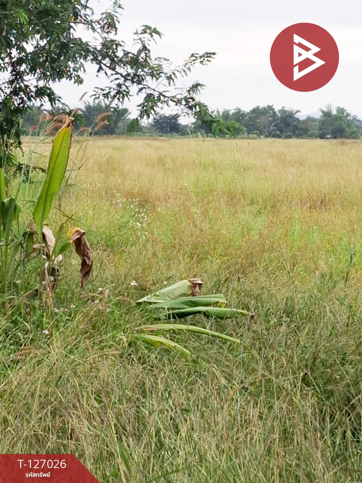 Land for sale, area 3 rai, Thoeng, Chiang Rai. Land for sale, area 3 rai, Thoeng, Chiang Rai.