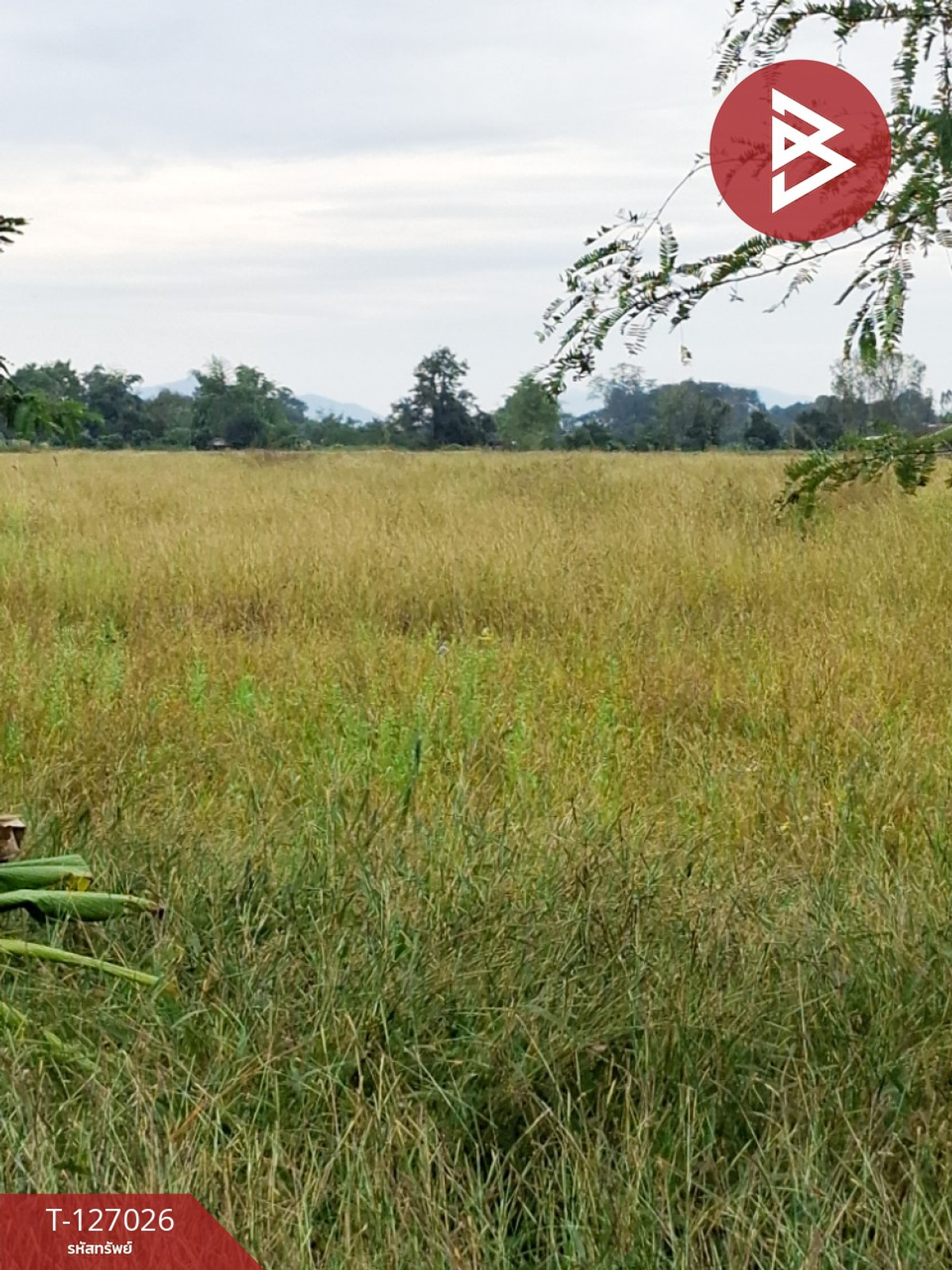 ขายที่ดิน เนื้อที่ 3 ไร่ เทิง เชียงราย – รูปที่ 3