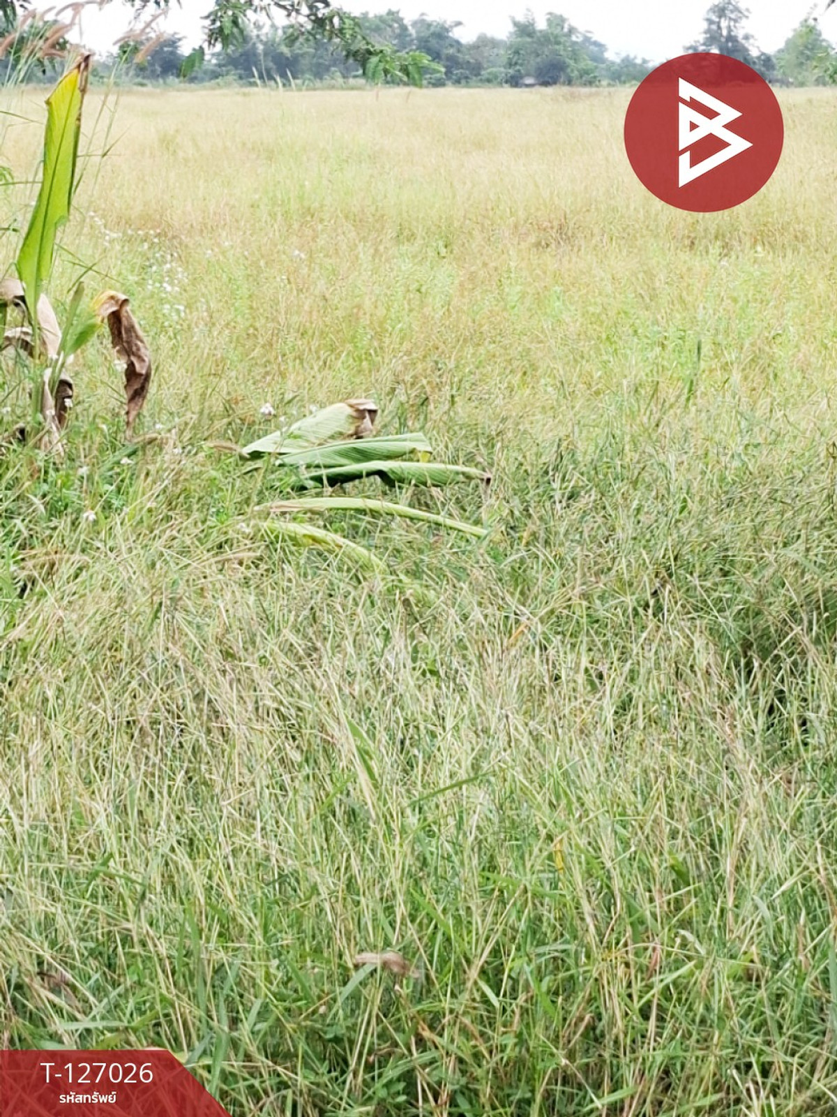 ขายที่ดิน เนื้อที่ 3 ไร่ เทิง เชียงราย – รูปที่ 4