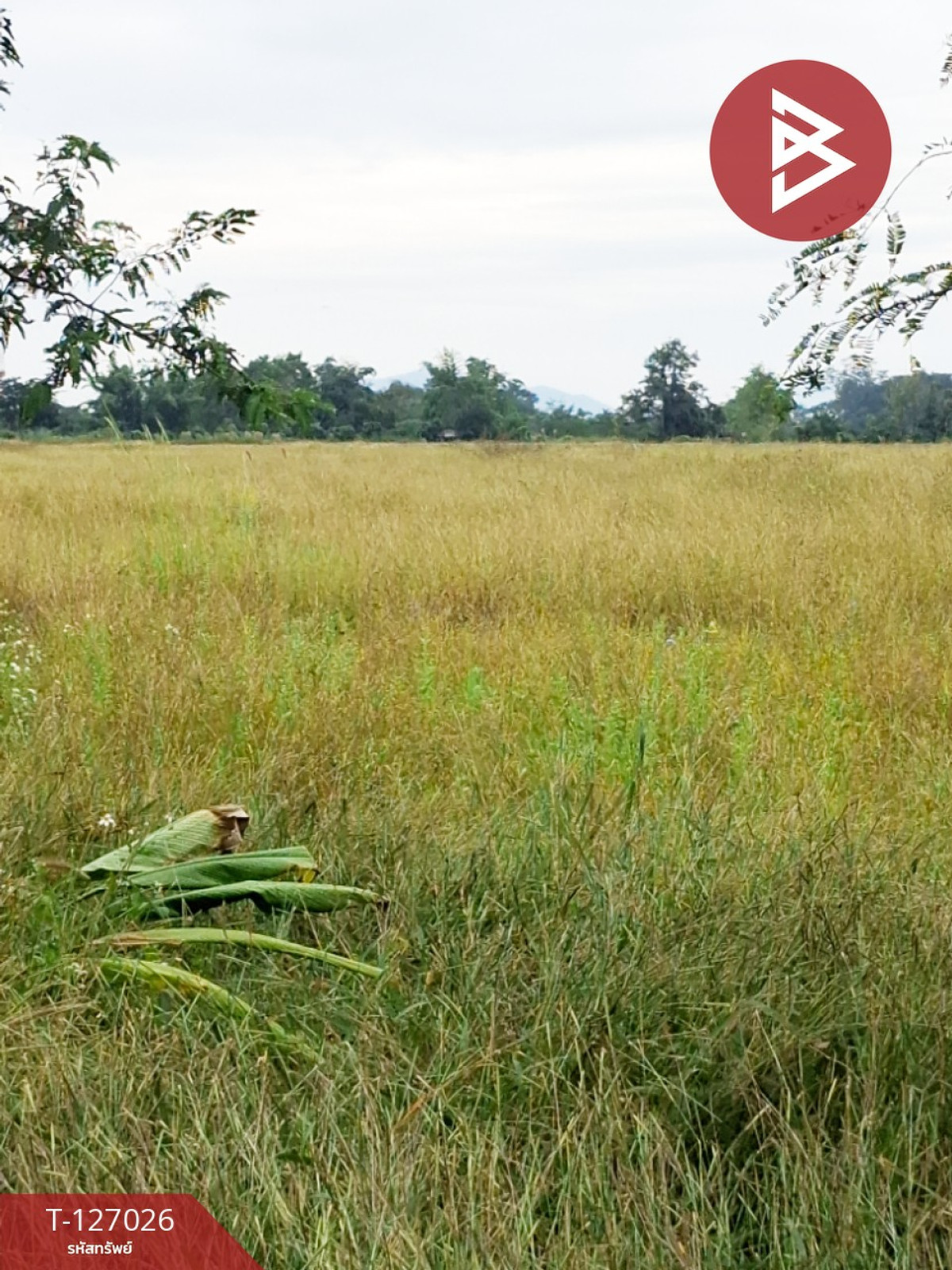 ขายที่ดิน เนื้อที่ 3 ไร่ เทิง เชียงราย – รูปที่ 2