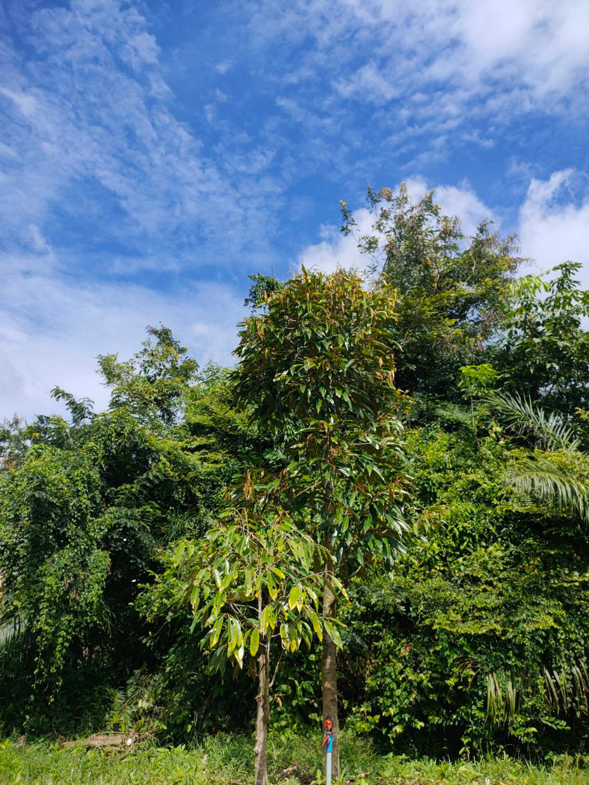  ขายด่วน! บ้านเดี่ยวพร้อมสวนทุเรียนที่ดูแลอย่างดี ราคาเพียง 3 ล้านบาท เท่านั้น! เนื้อที่ 2-3-54 ไร่ ต.ทุ่งกง กาญจนดิษฐ์ สุราษฎร์ธานี – รูปที่ 4
