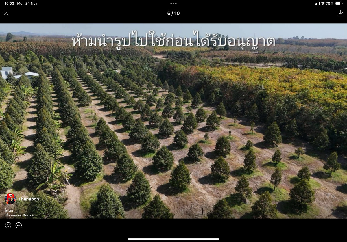ขายสวนทุเรียน แกลง ระยอง – รูปที่ 2